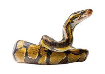 A ball python, sitting on the ground with its head raised and stretching upwards isolated on a transparent  background