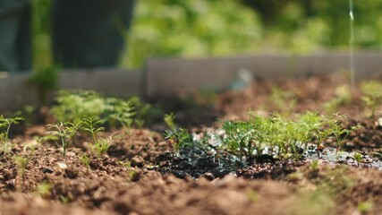 Young vegetable seedlings growing in rich soil being watered by green plastic can. Close-up scene of eco-friendly gardening and early crop care. Concept of organic food and sustainable farming.