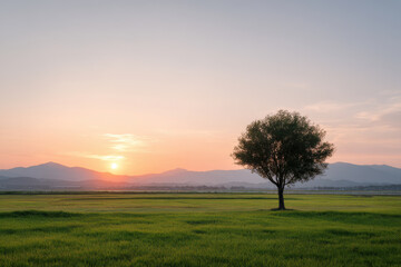 Obraz premium breathtaking sunset over lush green field featuring solitary tree silhouetted against sky