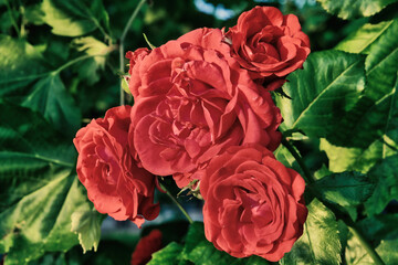 Yellow Flowers Red Roses in the Garden Nature Romance Closeup Blossom Summer 