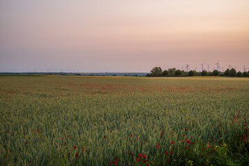 sunrise over the field