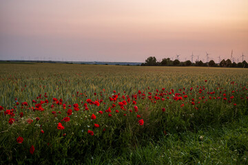 field of poppies in sunset