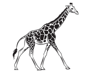 Naklejka premium A black and white line drawing of a full giraffe in profile view isolated on transparent background, PNG 