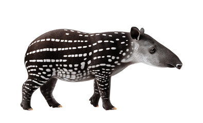 Fototapeta premium tapir animal with white dot pattern isolated on a transparent background