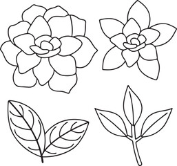 Gardenia Bloom Vector Graphic for Elegant Scented Botanical and Natural Themes