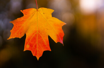 Autumn fall background. Maple leaves in autumn. Autumnal landscape. Nature of fall. Natural beauty of fall. Falling leaves. Fallen maple leaves autumn wallpaper. Autumn leaves. Fall foliage.