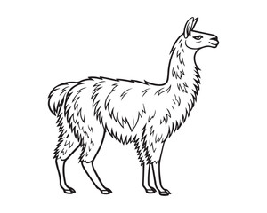 A black and white line drawing of a full llama in profile view isolated on transparent background, PNG
