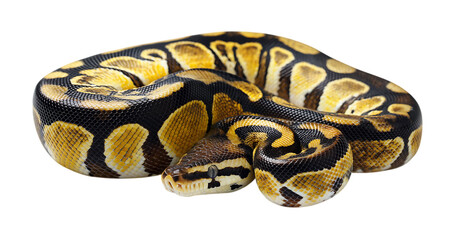 Obraz premium a python coiled up with beautiful skin color isolated on a transparent background