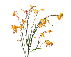 Crocosmia flower, Orange Montbretia flower isolated on white background, with clipping path  