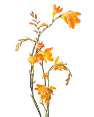 Fototapeta premium Crocosmia flower, Orange Montbretia flower isolated on white background, with clipping path 