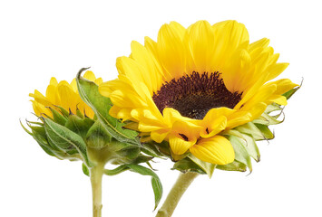 Sunflower, Yellow flower isolated on white background, with clipping path 