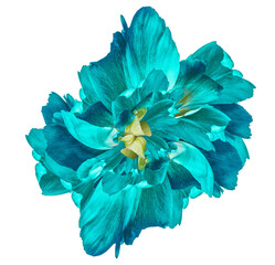 Tulip flower  on   isolated   background with clipping path. Closeup. For design. Nature.