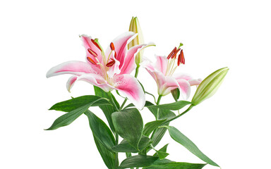 Japanese lily, Pink lily flowers, Lilium speciosum isolated on white background, with clipping path 
