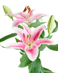 Japanese lily, Pink lily flowers, Lilium speciosum isolated on white background, with clipping path 