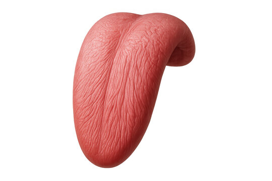 3d rendering of a realistic human tongue sticking out, isolated on transparent background, ideal for medical or educational projects