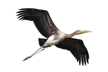 Beautiful flying Painted Stork isolated on transparent background png file