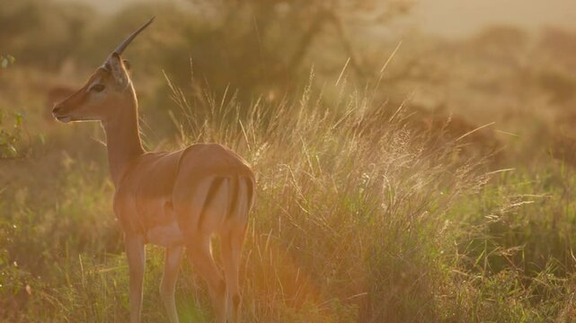 Wide gimbal parallax right to left of bachelor Impala (Aepyceros melampus) walking in tall grass savannah in sunrise in Kenya