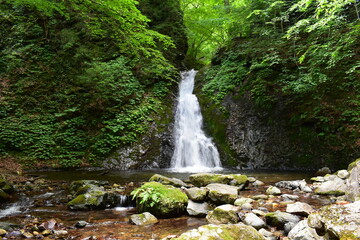 Fototapeta premium 竜化の滝