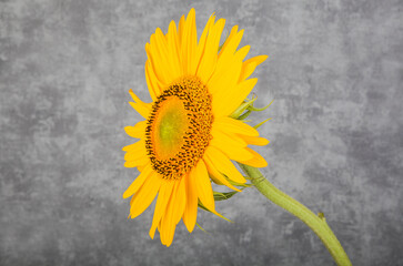 Sunflower in the field. Close-up. Toned.