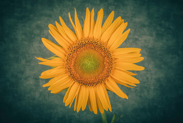 Sunflower in the field. Close-up. Toned.