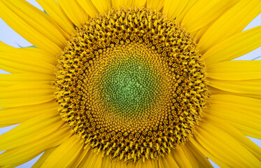 Sunflower in the field. Close-up. Toned.