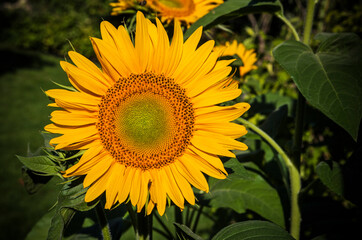 Sunflower in the field. Close-up. Toned.