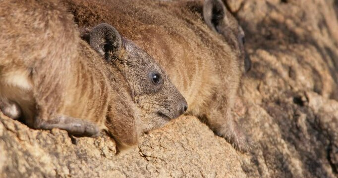 Close up of pair of rock hyraxes (Procavia capensis) faces sunbathing on a rock outcrop in morning in Kenya