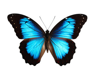 Obraz premium Vibrant blue butterfly perched gracefully.