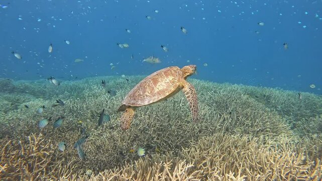 Sea Turtle Swimming Over Coral Reef in Clear Ocean Waters