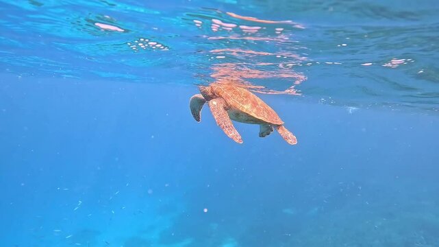 Sea Turtle Swimming Over Coral Reef in Clear Ocean Waters