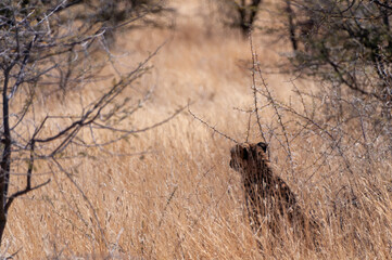Telephoto of a Cheeta - cinonyx jubatus- hiding in the bushes of Etosha National park in Namibia.