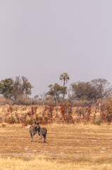 Telephoto shot of a large herd of Burchell's Plains zebras, Equus quagga burchelli, running on the dry lands of the Okavango Delta, Botswana.
