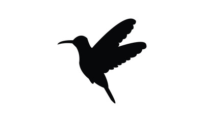 Flying Amazilia hummingbird Silhouette Design  And Vector Illustration. 
