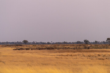 Telephoto shot of a large herd of Burchell's Plains zebras, Equus quagga burchelli, running on the...
