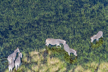 Aerial shot of a herd of Plains Zebras -Equus quagga- grazing in the Okavango delta wetlands in...