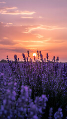 Lavender Field at Sunset with Vibrant Colors and Soft Light