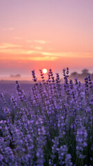 Naklejka premium Lavender Field at Sunset with Vibrant Colors and Soft Light