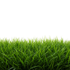 Obraz premium green grass isolated on white background