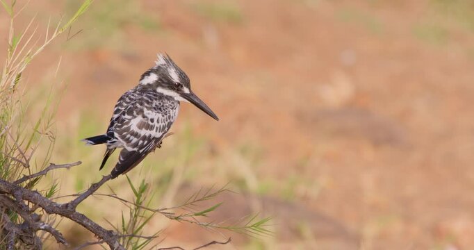 Wide of Pied Kingfisher (Ceryle rudis) perching on the edge of a dry branch at midday in Kenya