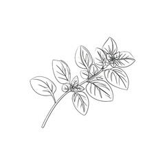 Linear drawing of Marjoram branch for cooking book or recipe design.