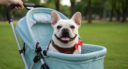 Happy French Bulldog Puppy Riding in a Blue Stroller in the Park