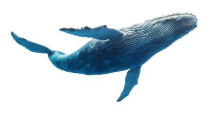 summer concept. Humpback whale swimming gracefully through the ocean. isolated on white background