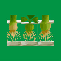 Hydroponic Root Development Close-Up