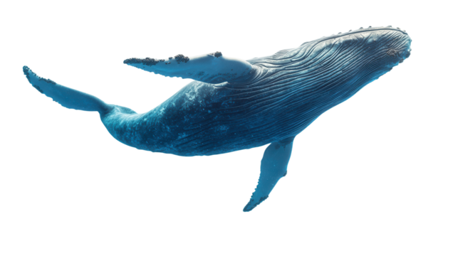 summer concept. Humpback whale swimming gracefully through the ocean. isolated on white background