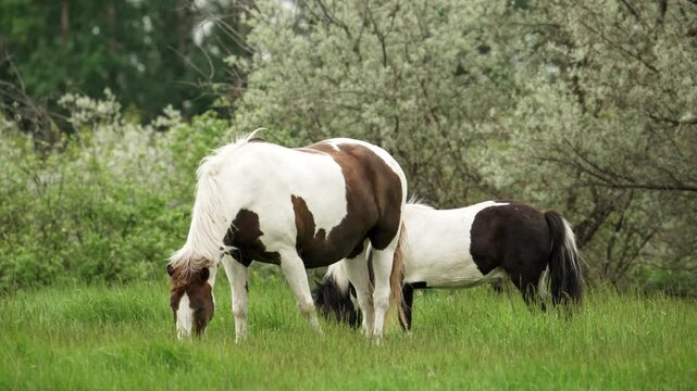 Beautiful pinto horse and a small black pony are grazing peacefully in a lush green meadow, enjoying the fresh grass and the serene surroundings