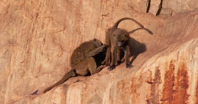 Wide of pair of Olive Baboons (Papio anubis) grooming on rock slope in savannah in morning in Kenya