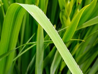 Water drops on a blade of grass in the morning dew.