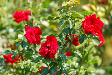 Bright red roses blooming in summer sunlight
