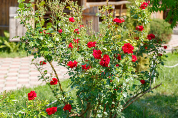 Red rose bushes blooming in public park