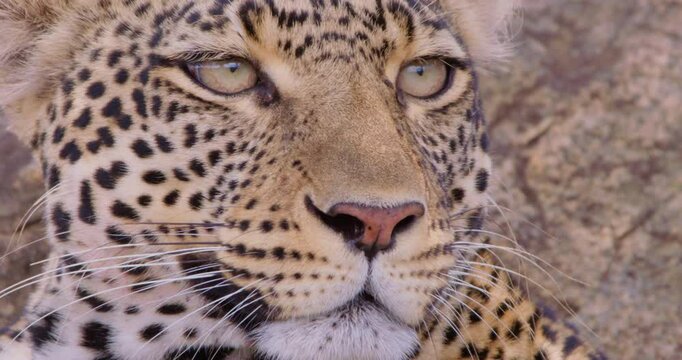Extreme close-up of a Leopards (Panthera pardus) face whiskers scanning in the dry savannah grassland at midday in Kenya